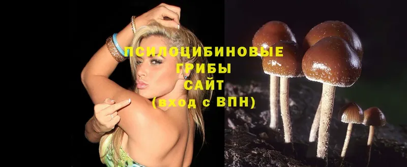 Псилоцибиновые грибы Psilocybine cubensis  мега ТОР  Моздок 